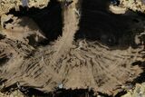 Polished Petrified Wood (Schinoxylon) Round - Wyoming #184842-1